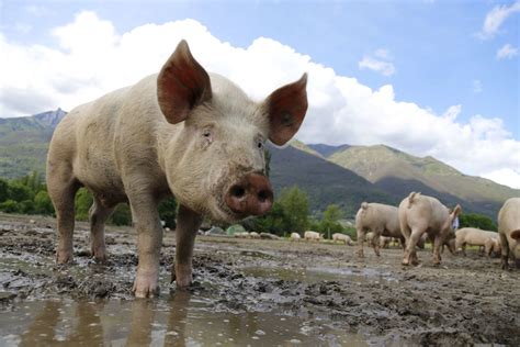 Pigs Are Smart Emotional Complex Farm Animals Facts And News