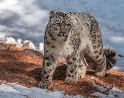Snow Leopard Foundation