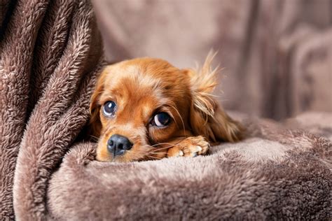 One version of your quora question asks about using benadryl to put your dog to sleep, and the other version shows up as how much benadryl it takes to kill a dog. What Foods Calm Dogs Down? - Rehome by Adopt-a-Pet.com