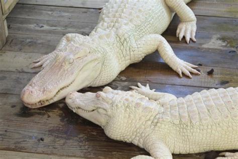White Alligators In Florida What Makes Albino Gators Different From