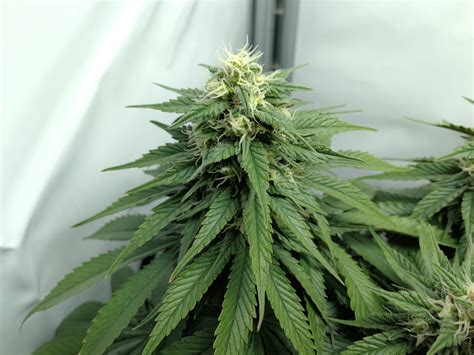 Dinafem Purple Moby Dick Grow Journal Week9 By Somegrower Growdiaries