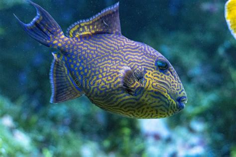 Yellow Spotted Triggerfish Pseudobalistes Fuscus Stock Image Image