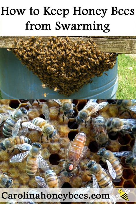 Swarm Prevention In Honey Bees Carolina Honeybees Honey Bee Swarm Backyard Bee Bee Keeping