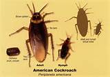 Pictures of The American Cockroach