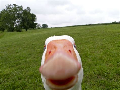Duck Goose Geese Face Funny Wallpaper 1960x1470 136493