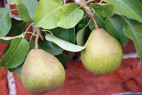 Comice Pear Growing Plant Care And Taste Plantura