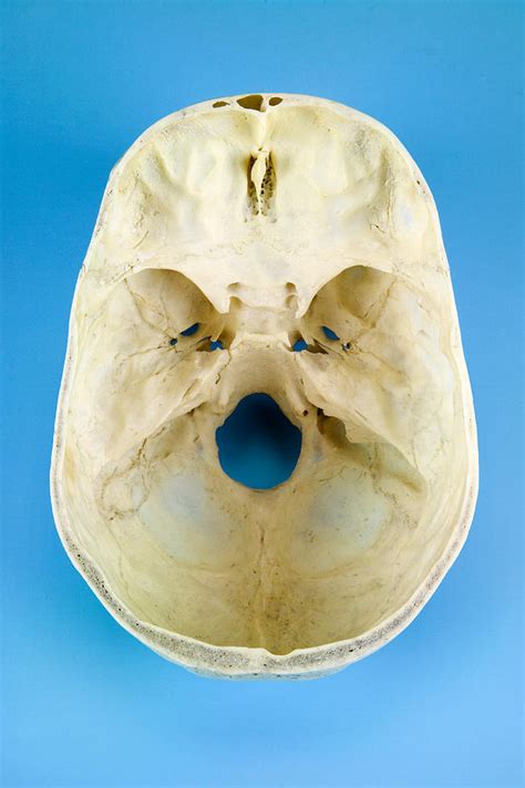 Interior Of A Human Skull Top View Photograph By Paul Rapson