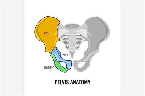 pelvis anatomy scheme pre designed photoshop graphics ~ creative market