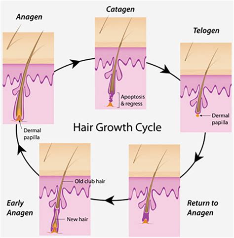 There are some factors that can speed the growth rate up, such as using minoxidil (our faq about minoxidil for beards here) or improving your hormone levels (testosterone & dht). Can Your Hair Grow Faster? - 16 Simple Hair Growth Tips