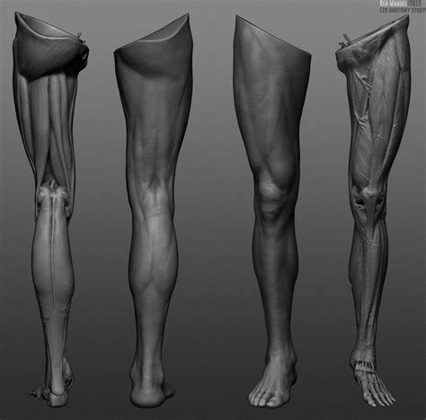 Leg Muscles Anatomy Leg Anatomy Muscle Anatomy Anatomy Poses