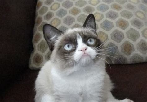 The Forty Cutest Grumpy Cat Pictures