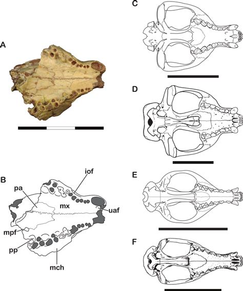 Ventral View Of The Crania Of UF And Other Sparassodonts A Download Scientific Diagram