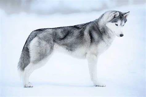 Thinking Of Getting A Siberian Husky Read This Dog Training Nation