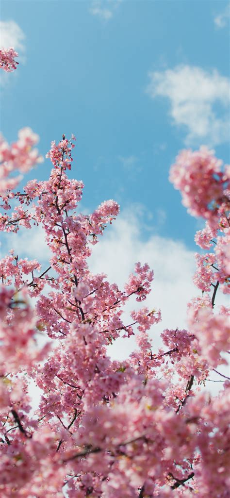 Cherry Blossom 4k Wallpaper 4k Cherry Blossom Wallpapers Top Free Images