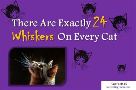 Do a quick search before posting to make sure you're not repeating a recent post. Cat Facts - 10 Incredibly Fun Facts about Cats ...