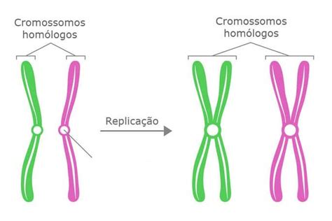 Cromosomas homólogos Genética Todas las materias Definiciones y