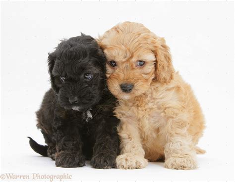 Rules Of The Jungle Cockapoo Puppies