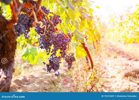 Vineyard With Ripe Grapes In Countryside At Sunset Toned Picture Stock