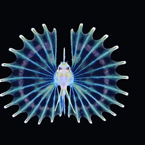 Pin By David Winn On A Sea Sojourn Deep Sea Creatures Underwater