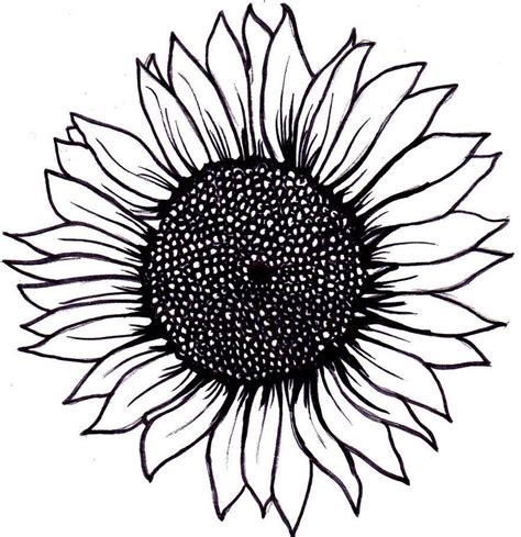 Sunflower Drawing Template Free Download On Clipartmag