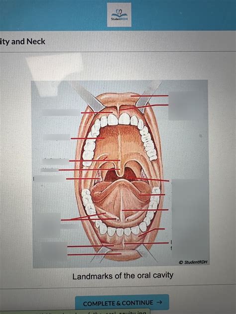 Landmarks Of The Oral Cavity Diagram Quizlet