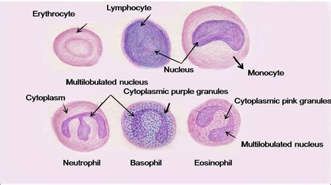 Red Blood Cell Rbc Part 2 Peripheral Blood Smear Norm