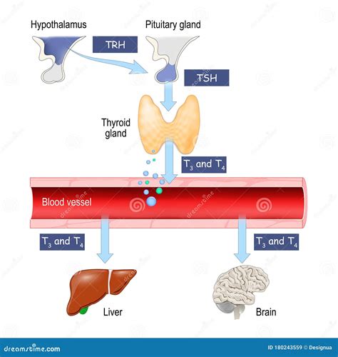 Thyroid Hormones Regulation Of Vital Functions Of Body Stock Vector