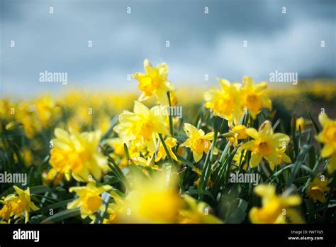 Cornish Daffodils Hi Res Stock Photography And Images Alamy