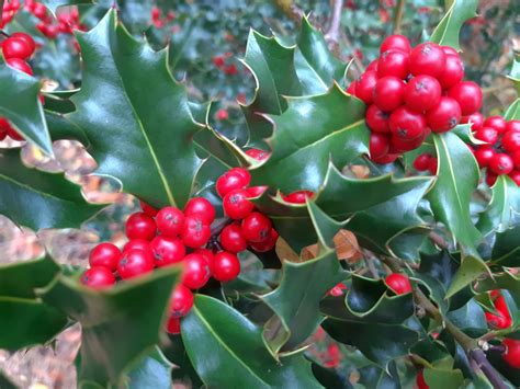Ilex A Holly Tree Can Be Planted As A Tall Or Low Evergreen Hedge