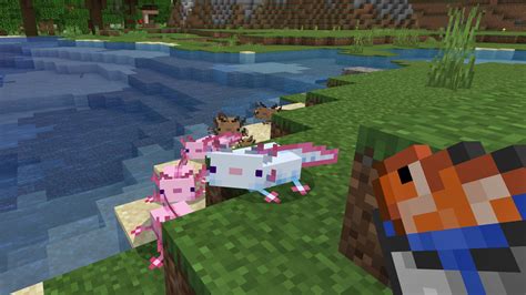 Minecraft Axolotl How To Tame Axolotls Arcade Delight