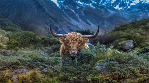Scottish Highland Cow Nature Photography Animals Scottish