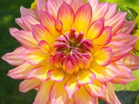 Pink And Yellow Dahlia Photograph By Amy Mcclosky