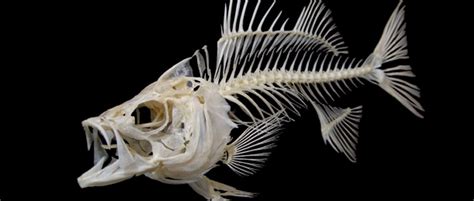 Fish Skeletons Fishing Fury A Fishing Blog With Attitude