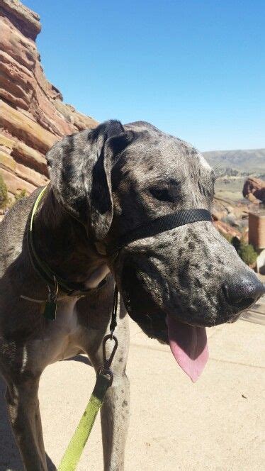 They are an awesome breed. Great Dane Puppies For Sale Colorado Springs