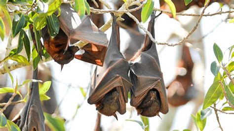 Council Puts Flying Fox Colonies In Its Crosshairs The Courier Mail