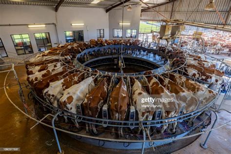Ayrshire Dairy Cows Being Milked On A Rotating Milking Machine On A