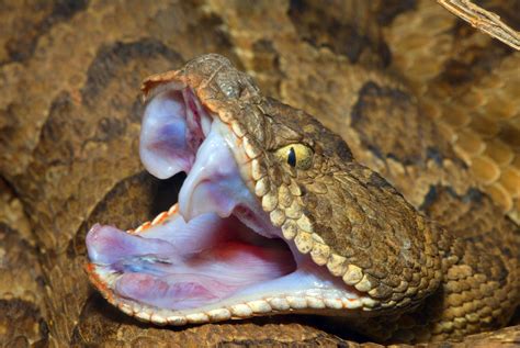 Are Rattlesnake Bites Fatal