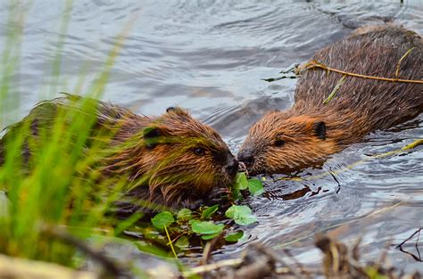 fun facts about beavers in indiana modern wildlife control