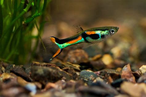 Endlers Livebearer Poecilia Wingei