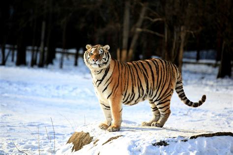 Siberian Tiger Photos