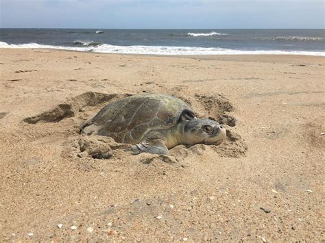 Check Out Mama Sea Turtle Gulf Islands National Seashore