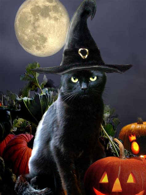 Diamond Painting The Witch Black Cat Halloween Art Black Cat Halloween