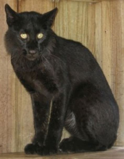 The Black Bobcats Of The St Lucie Region And Indian River Lagoon