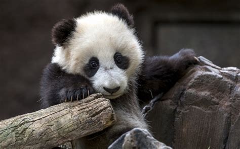 Descargar Fondos De Pantalla Panda Animales Lindos Osos Animales