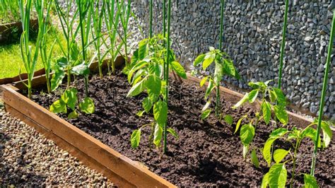 Young Seedlings Of Bell Pepper Are Planted In A Wooden Raised Bed In