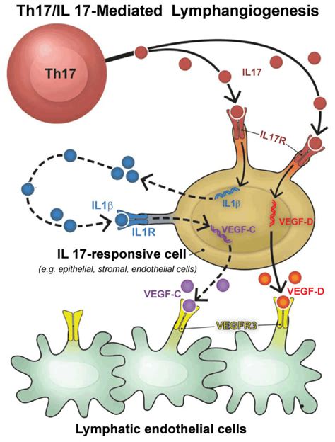 Mechanism Of T Helper Th Cell Mediated Lymphangiogenesis Th Download Scientific