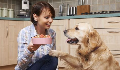 17 Tips On How To Choose The Best Dog Food For Your Dog