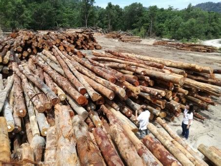 Penebangan hutan di papua dan papua barat dilaporkan meningkat selama kepemimpinan presiden joko widodo. Pembalakan berleluasa di hutan Bukit Pantai Segari ...