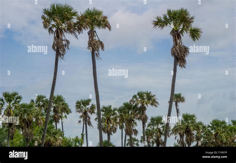 Palm Trees In The Cambodian Countryside Stock Photo Alamy