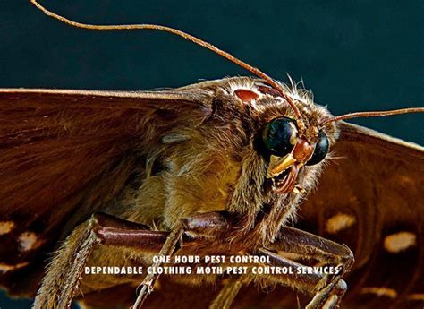 Insect and rodent problems in queens ny will be quickly eliminated with our quality & warrantied extermination work. Clothing Moth Exterminators - Pest Control Exterminators ...